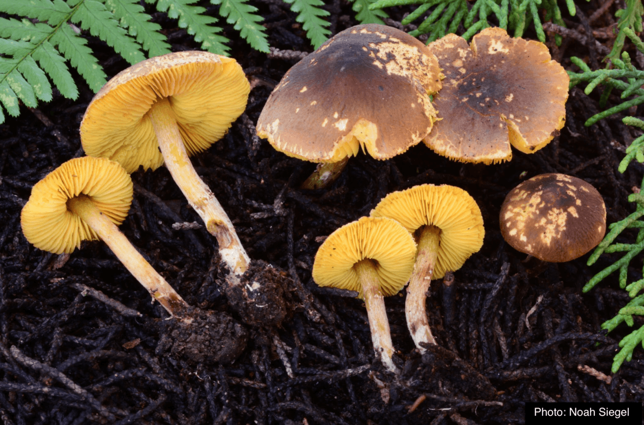 Join our West Coast Rare 10 Challenge and help us document rare and threatened fungi