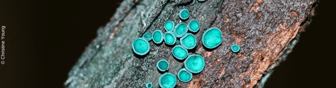 Turquoise Elfcup, Chlorociboria aeruginosa