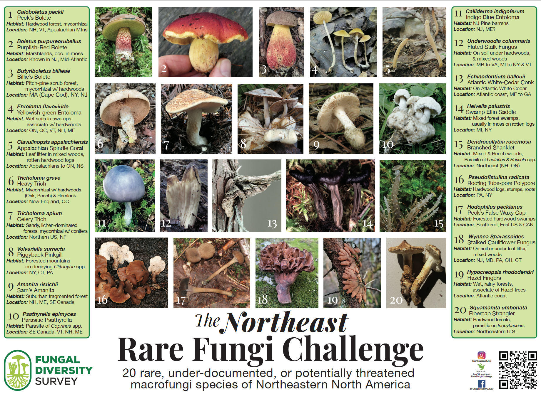 Mushroom identification guide northeast