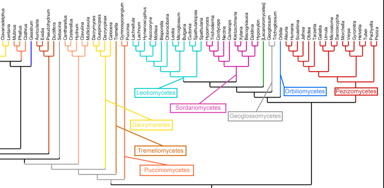 Phylogeny Poster